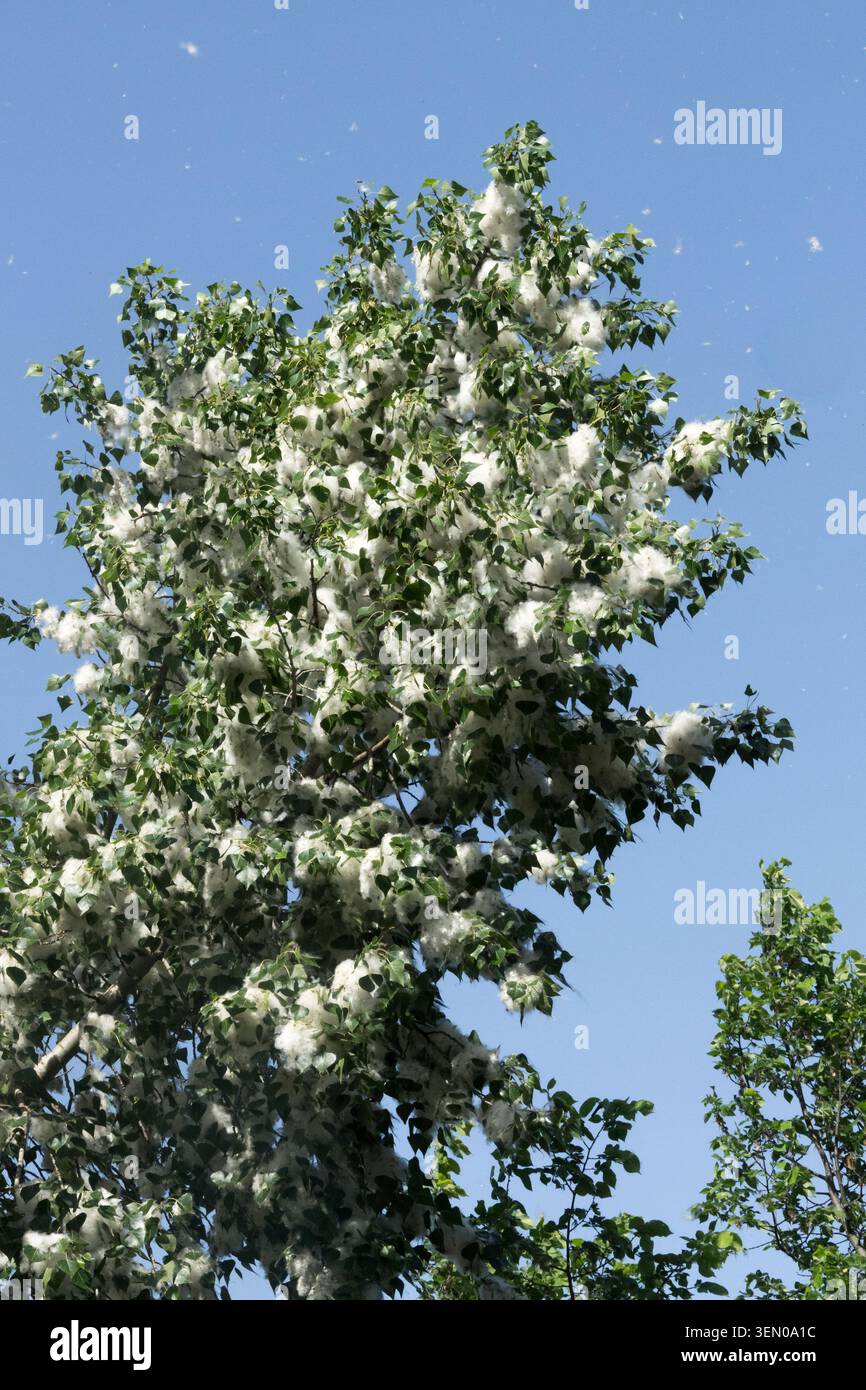 Black Poplar Populus nigra White Fluffy Stock Photo