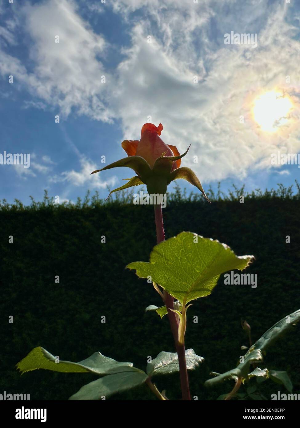 Beautiful Rose bud lit by setting sun in a lovely cloudy sky. - Smartphone Captured Stock Image