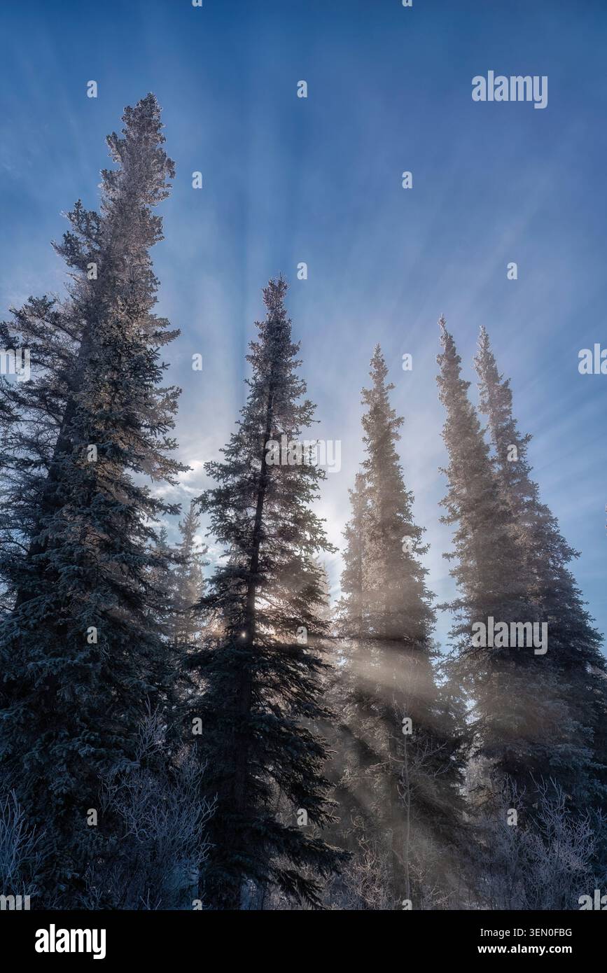 Tall evergreen trees with sunlight streaming through creating dramatic rays in a winter forest. Stock Photo