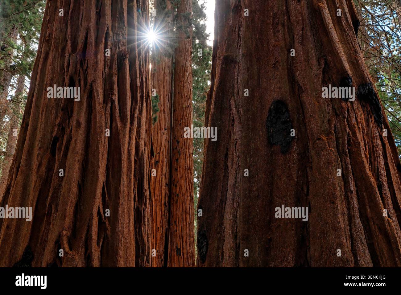 Tall rsequoia trees with sunlight streaming through branches in a forest setting. Stock Photo