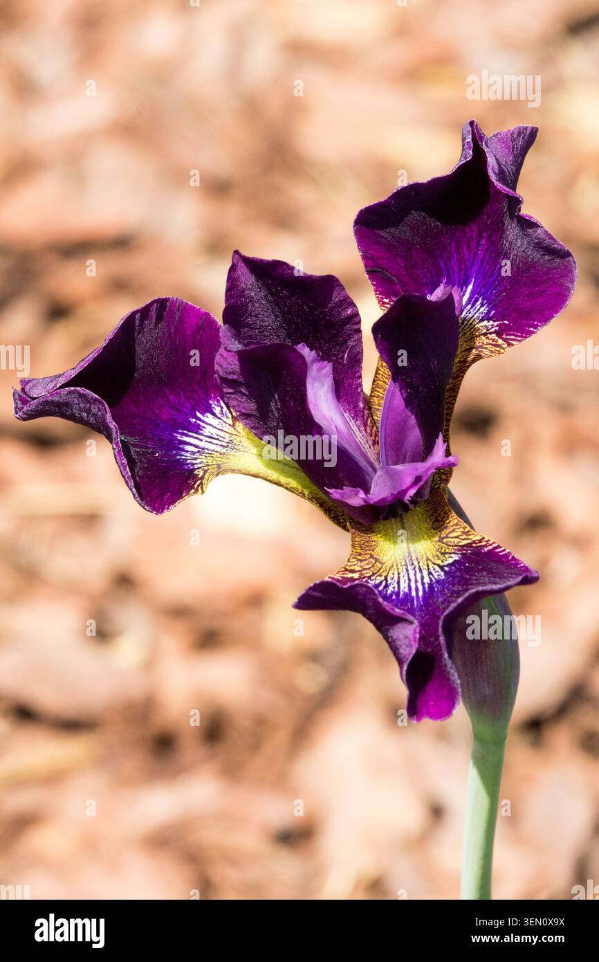 Iris sibirica Supernatural Stock Photo