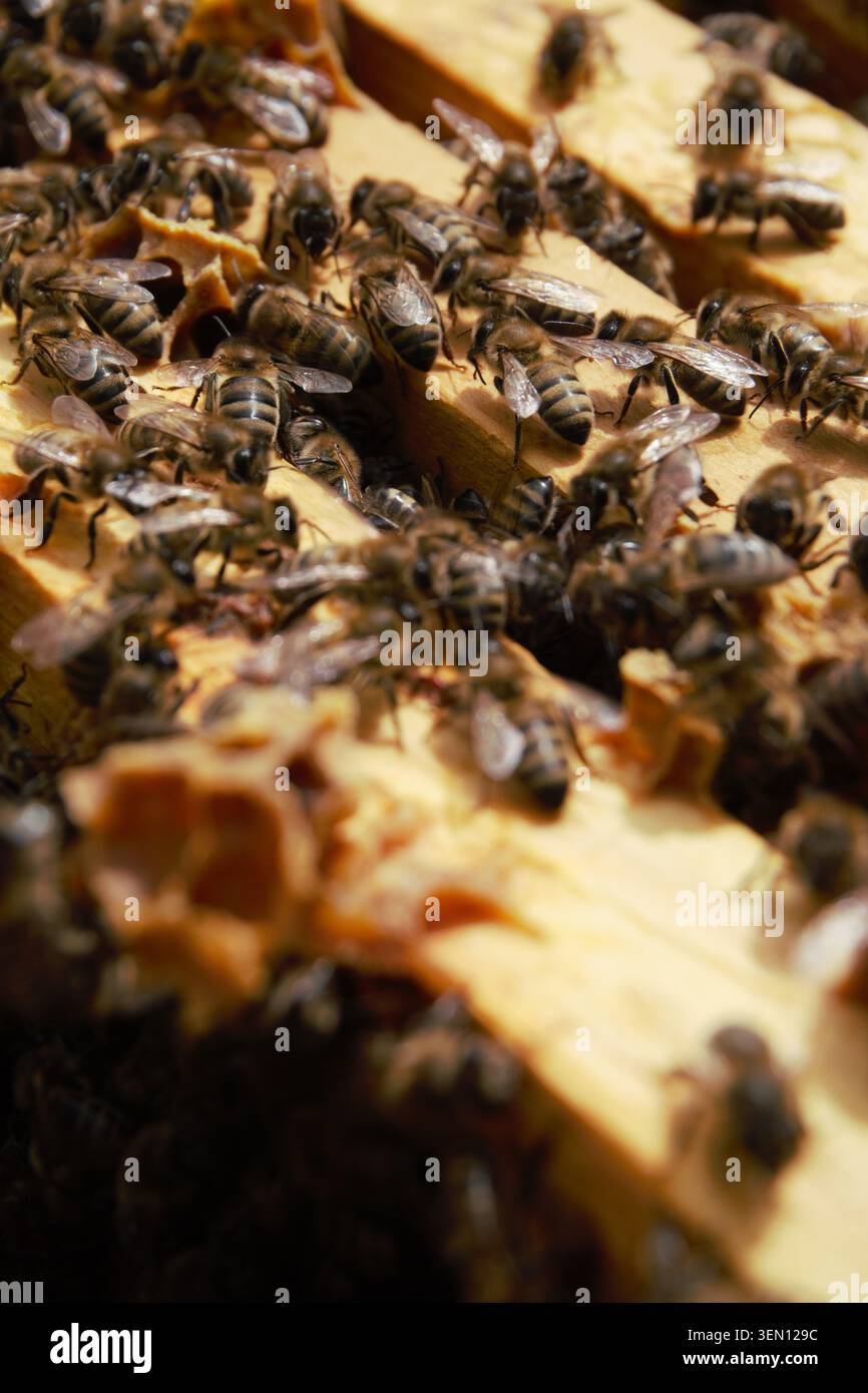 Working honey bees on frame in hive Stock Photo