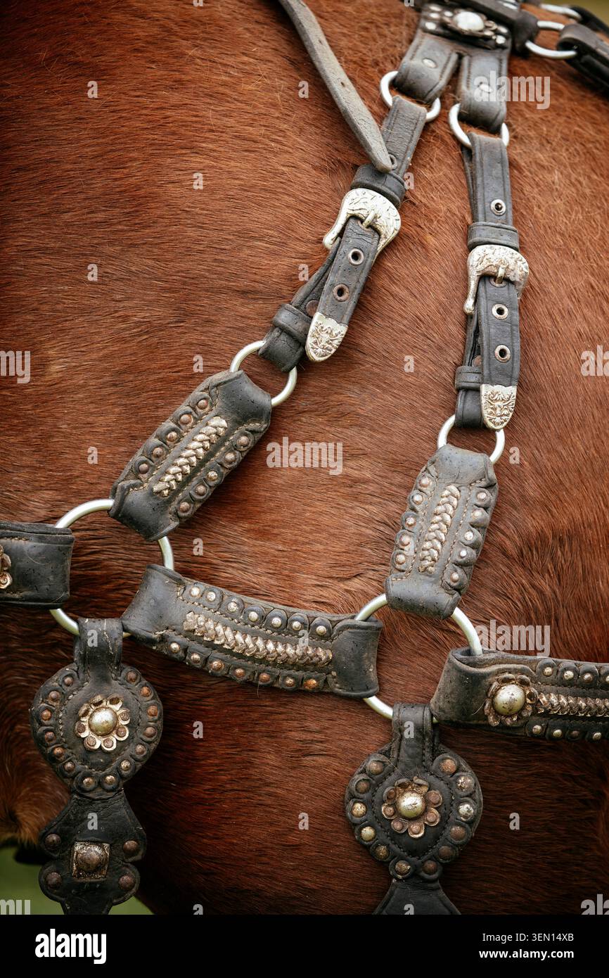 Leather harness hi-res stock photography and images - Alamy