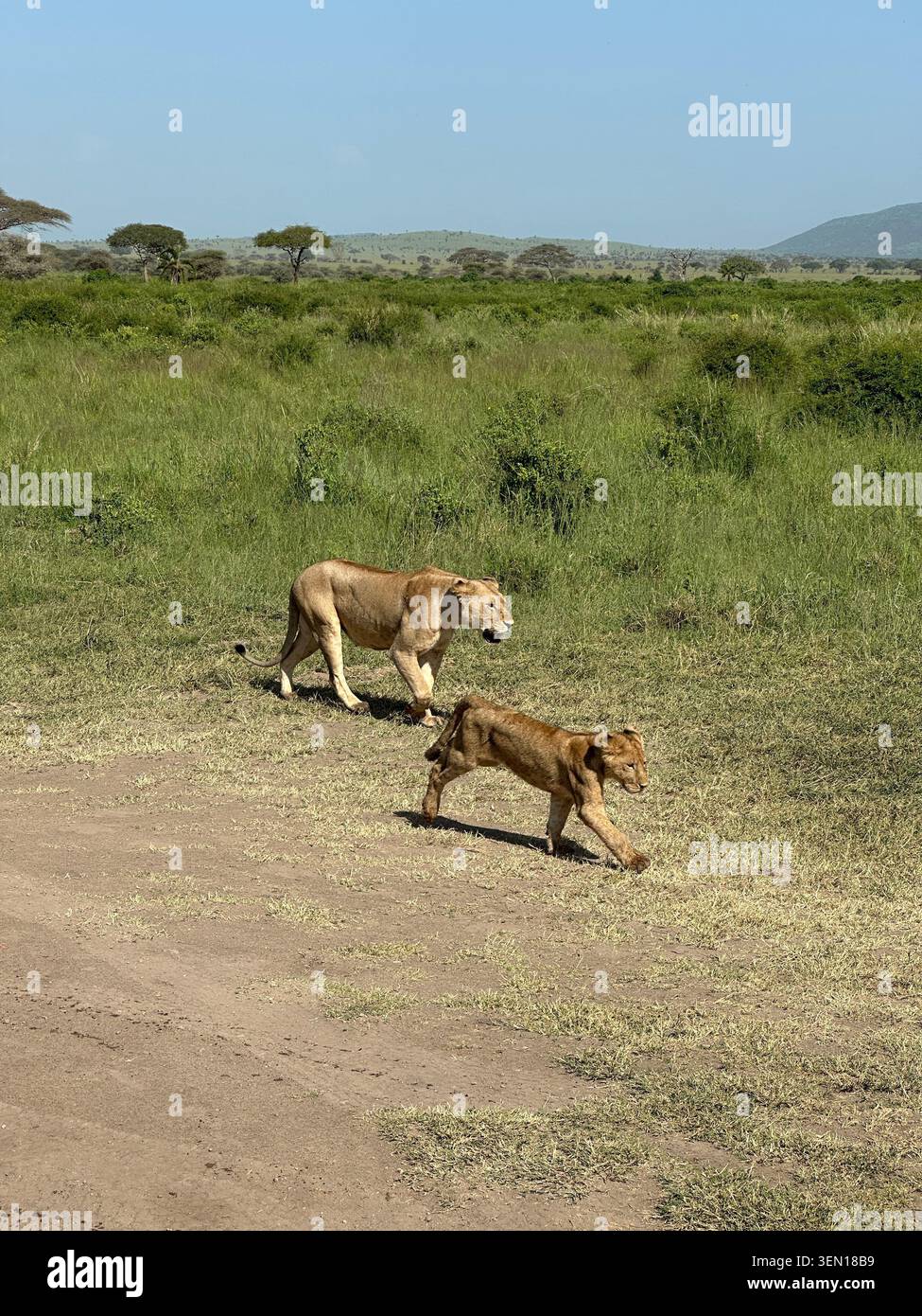 An adult lion walks across open grassland with a younger lion following along a dusty savanna track. - Smartphone Captured Stock Image