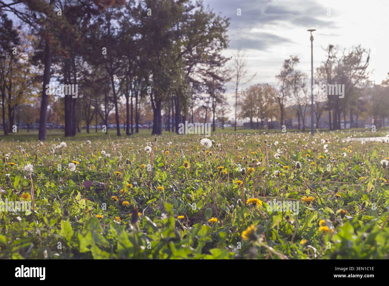 Dandelions growing in sunny park meadow Stock Photo