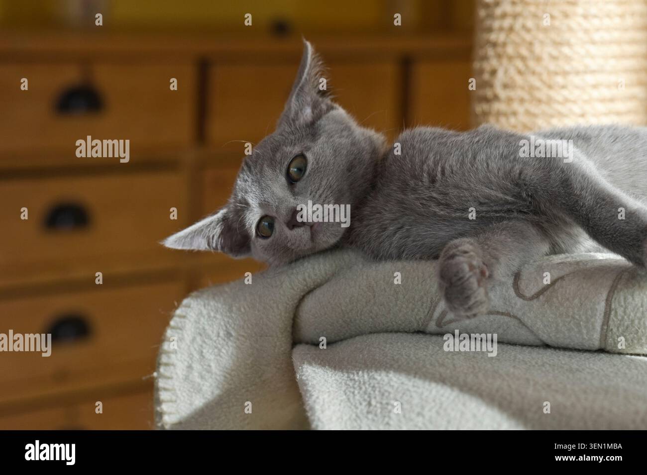 Lying Russian Blue kitten in his home Stock Photo