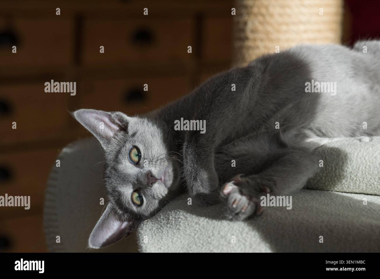 Lying Russian Blue kitten in his home Stock Photo