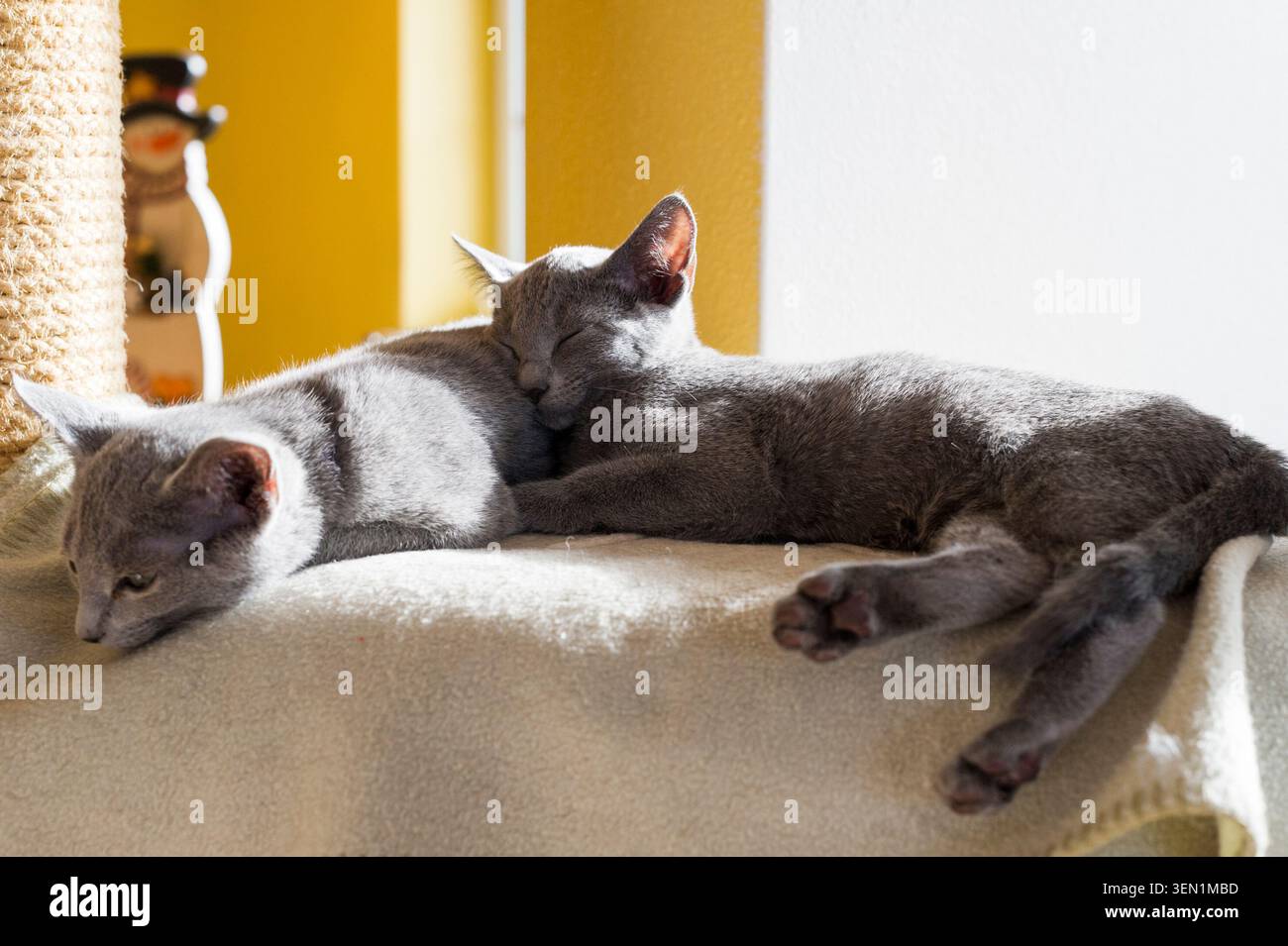 Two sleeping Russian Blue kittens Stock Photo