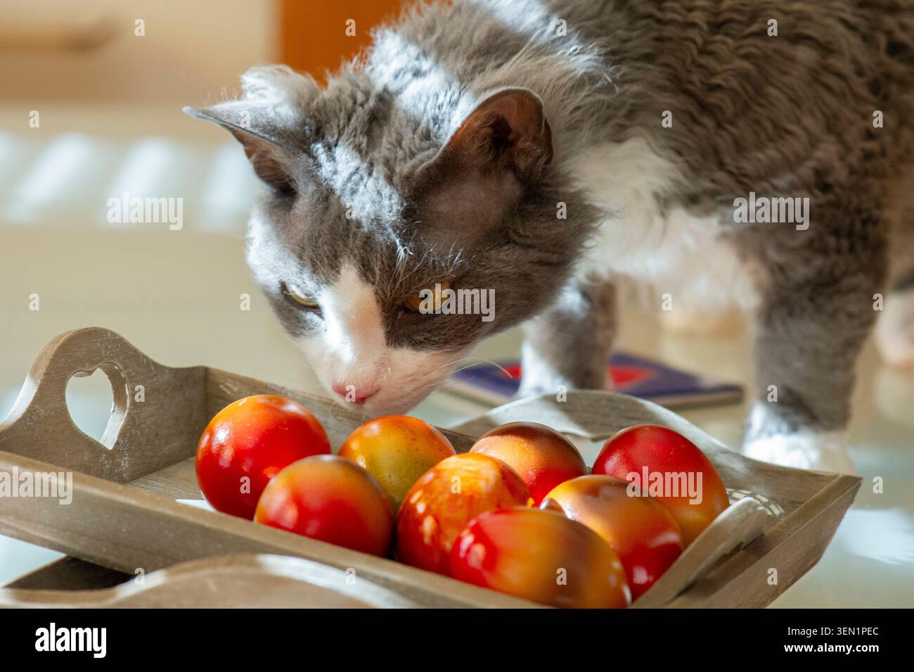 Devon Rex cat is interested in the Easter eggs Stock Photo