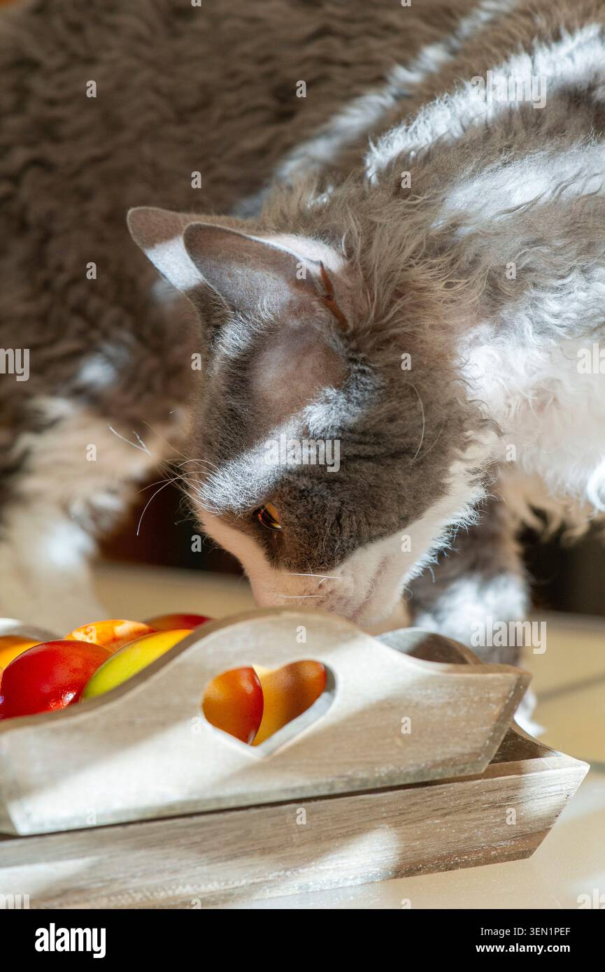 Devon Rex cat is interested in the Easter eggs Stock Photo