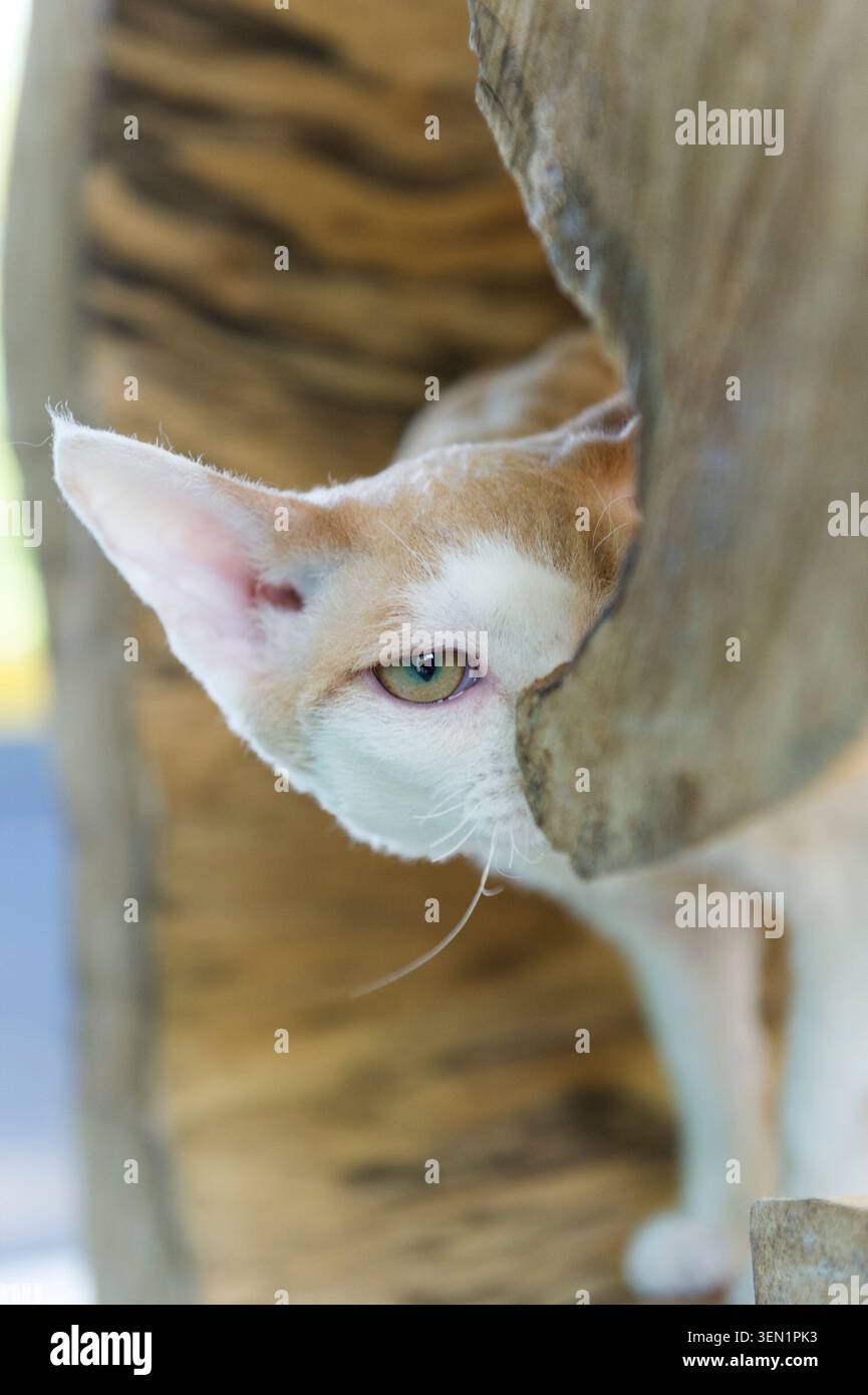 Portrait of a Devon Rex cat Stock Photo