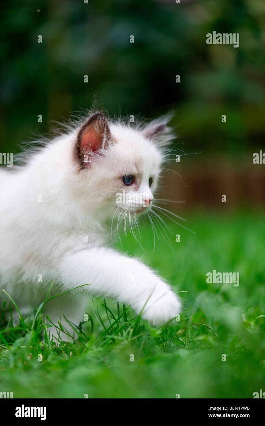 Ragdoll kitten runs through the garden Stock Photo