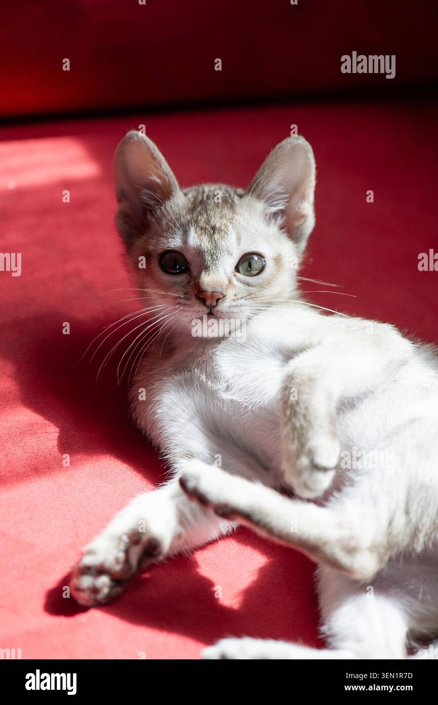 Singapura kitten lying on the sofa Stock Photo
