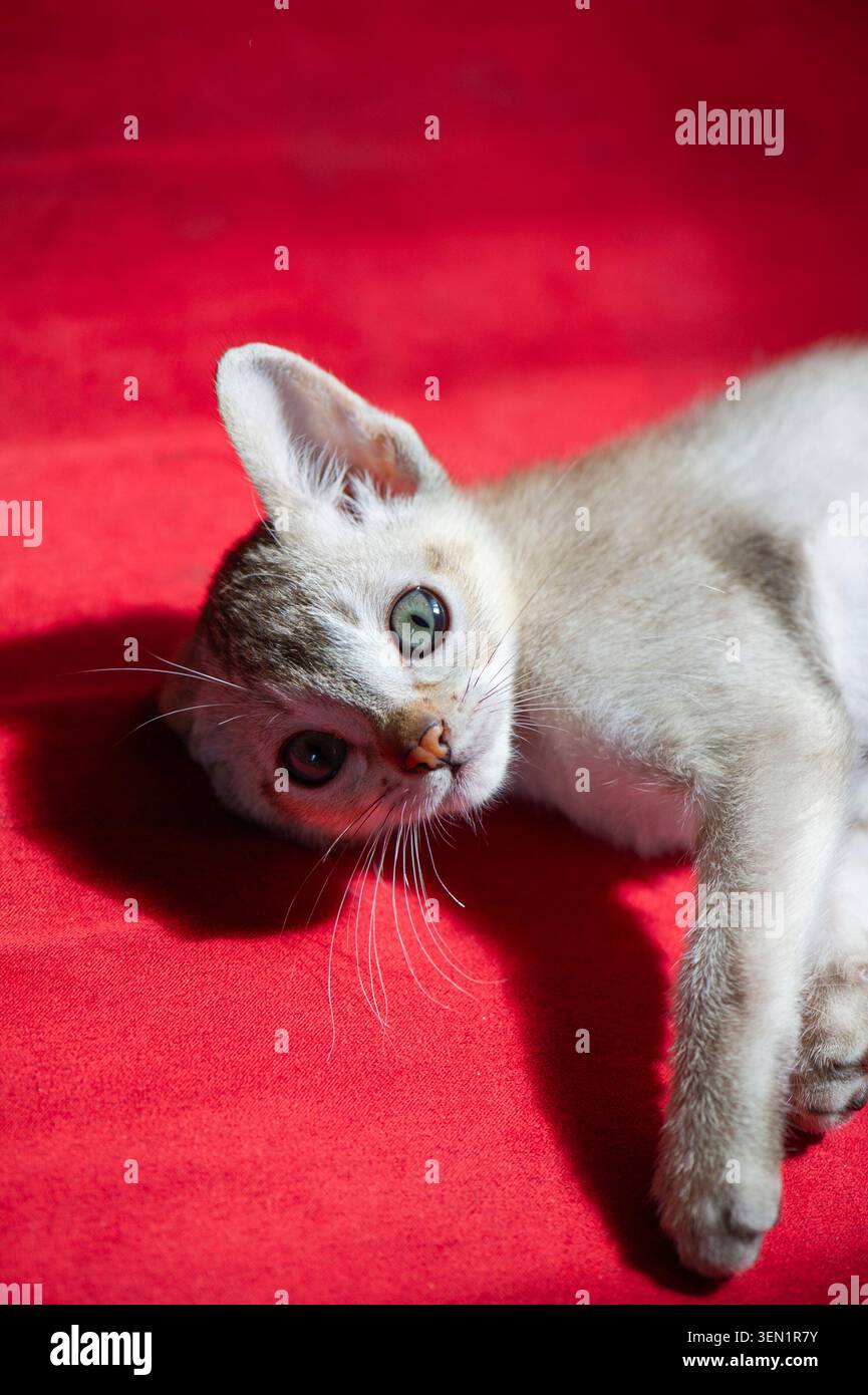 Singapura kitten lying on the sofa Stock Photo