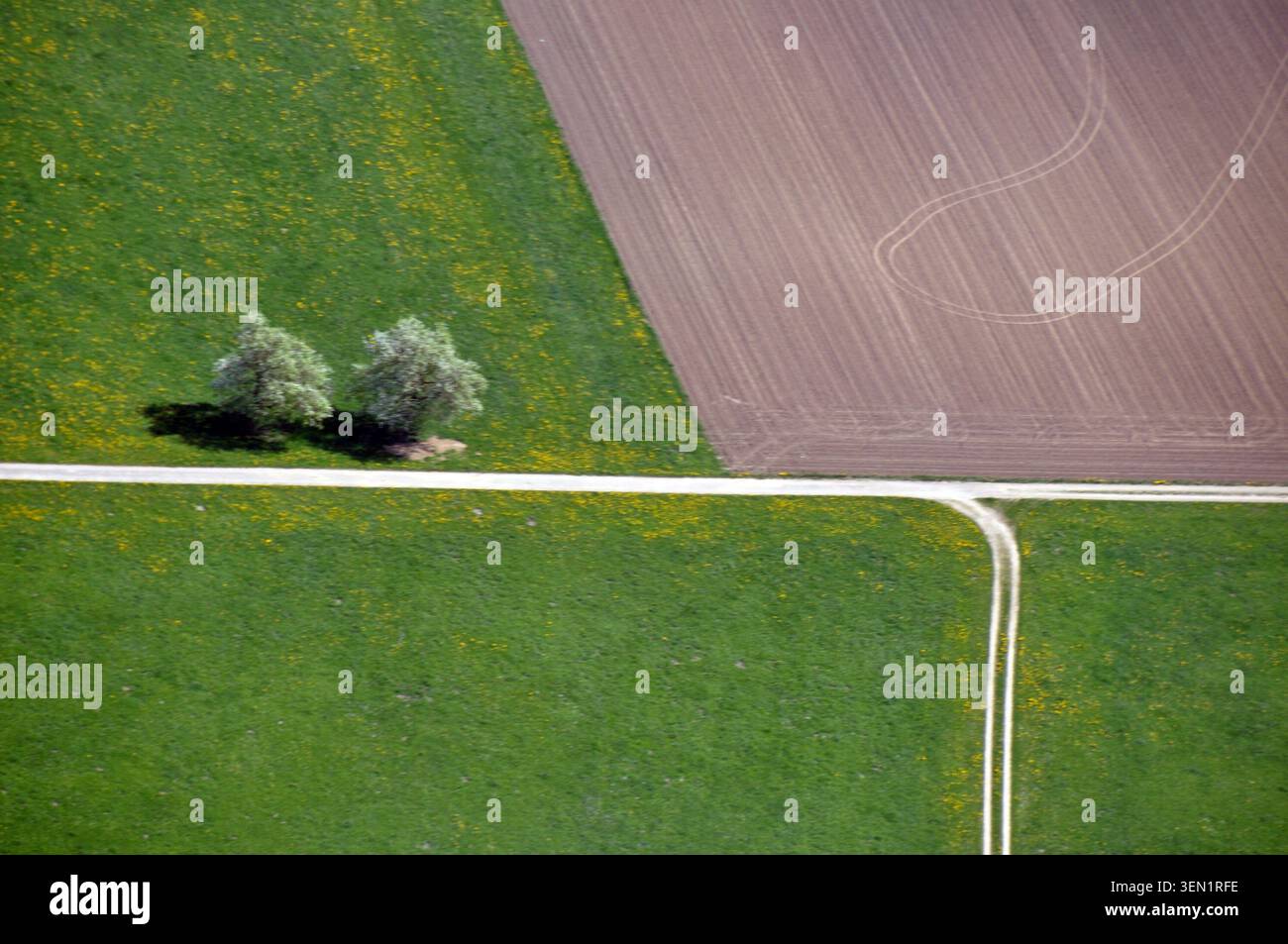 Aerial view: very straight field path leads through meadows with two trees and past fields Stock Photo