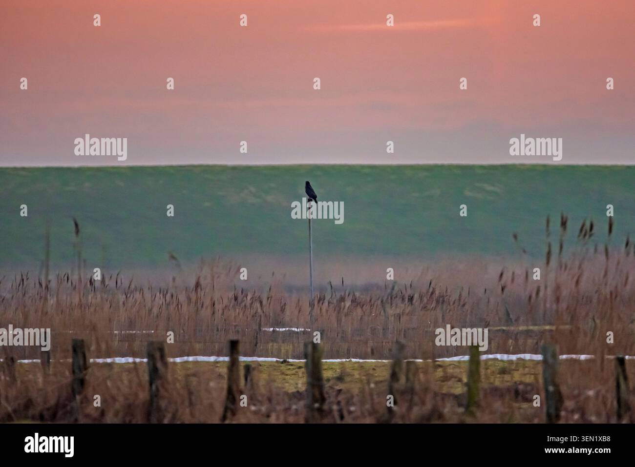 Common Buzzard on a Perch, Sylt, Germany Stock Photo