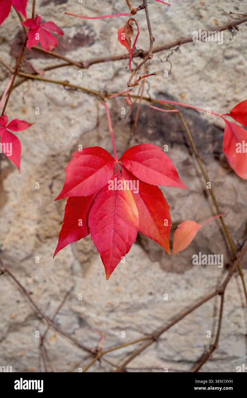 Virginia creeper grows on an old wall Stock Photo