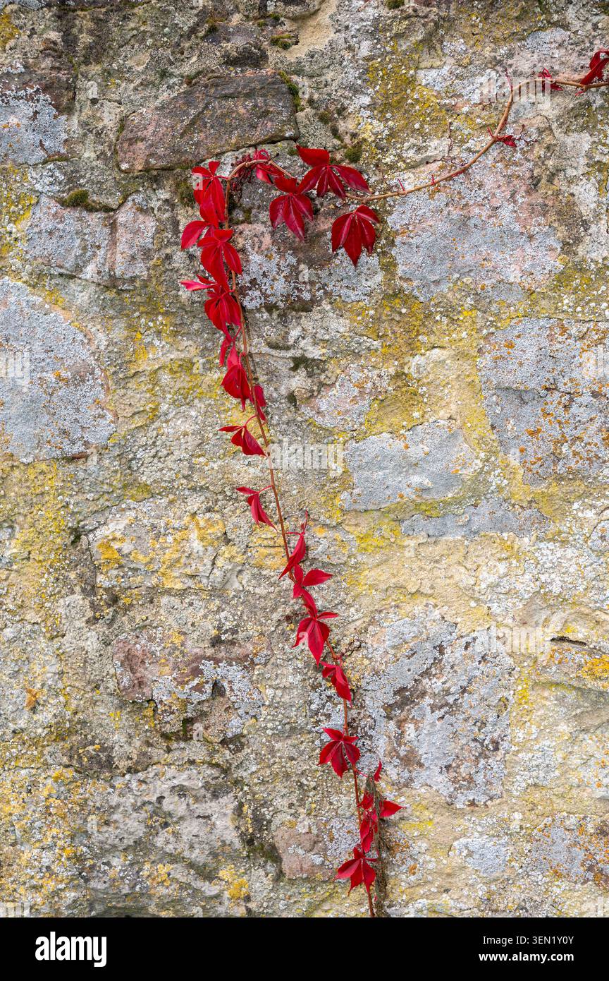 Virginia creeper grows on an old wall Stock Photo