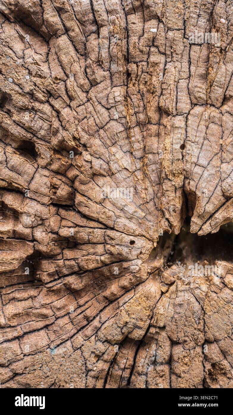 Wooden background, close-up, full frame Stock Photo