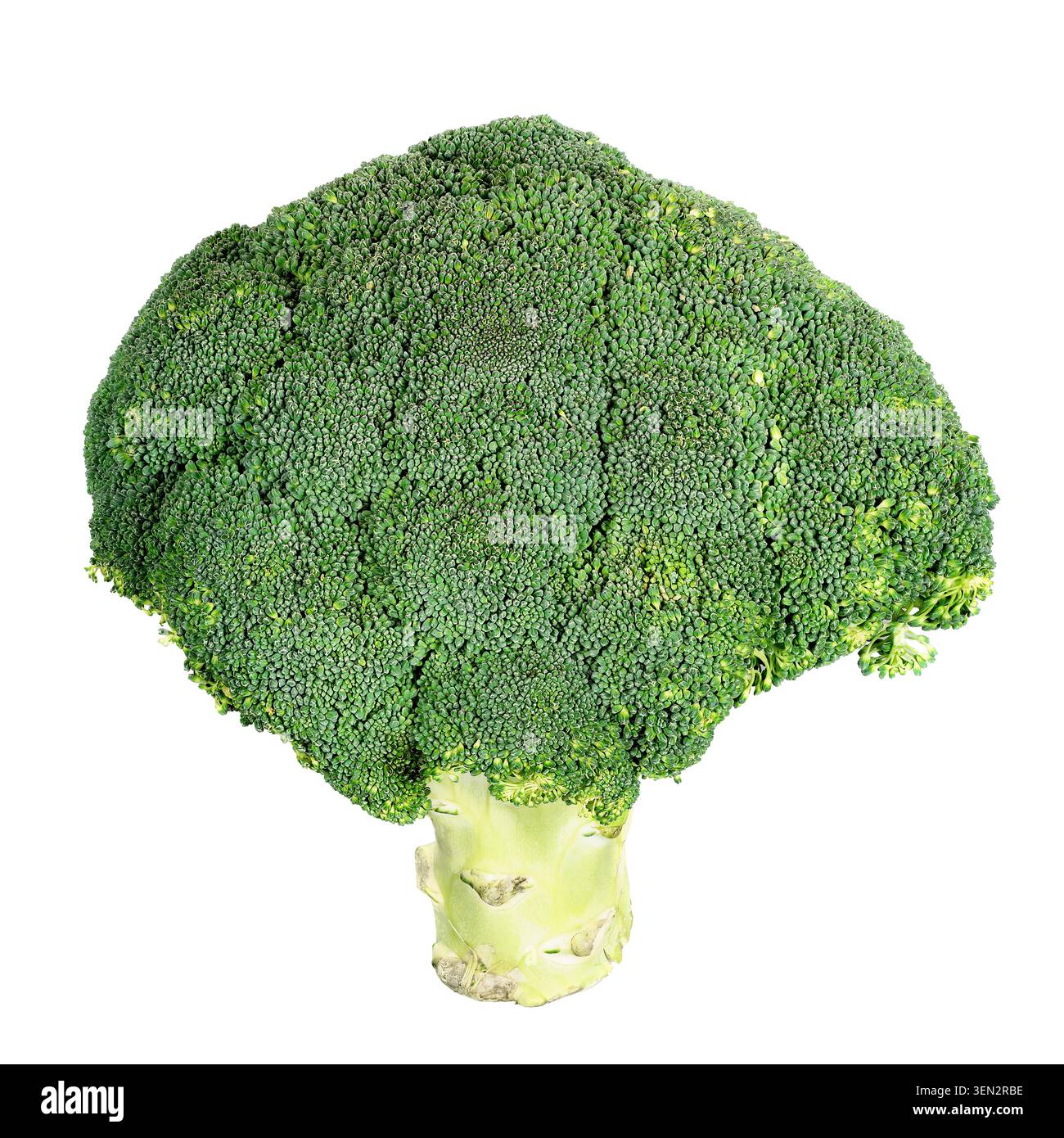 Isolated fresh green broccoli vegetable. Stock Photo