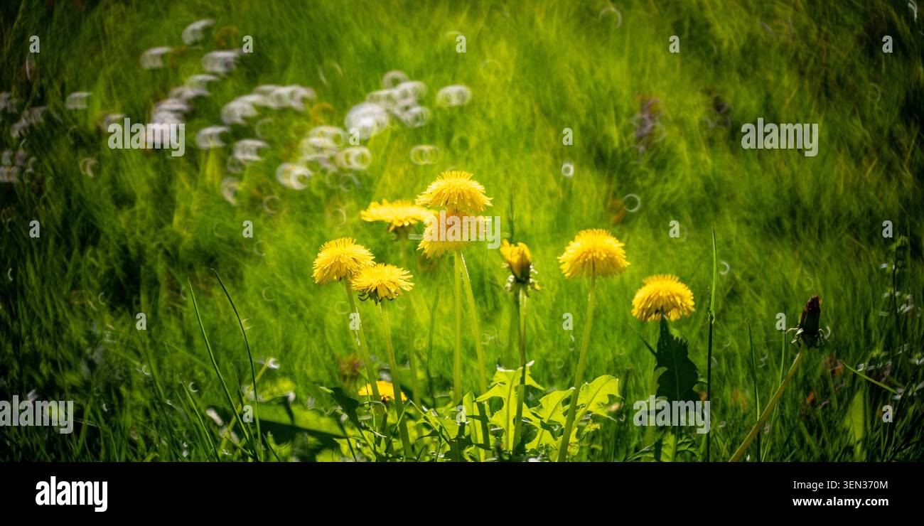 Meadow, dandelion in bloom Stock Photo