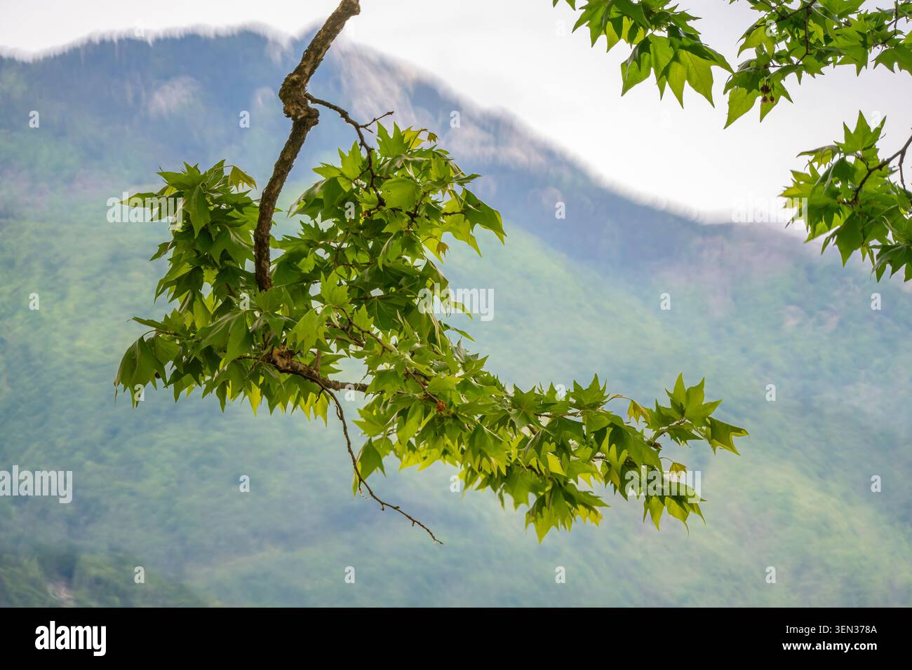 Plane tree, branch in front of blurred background Stock Photo