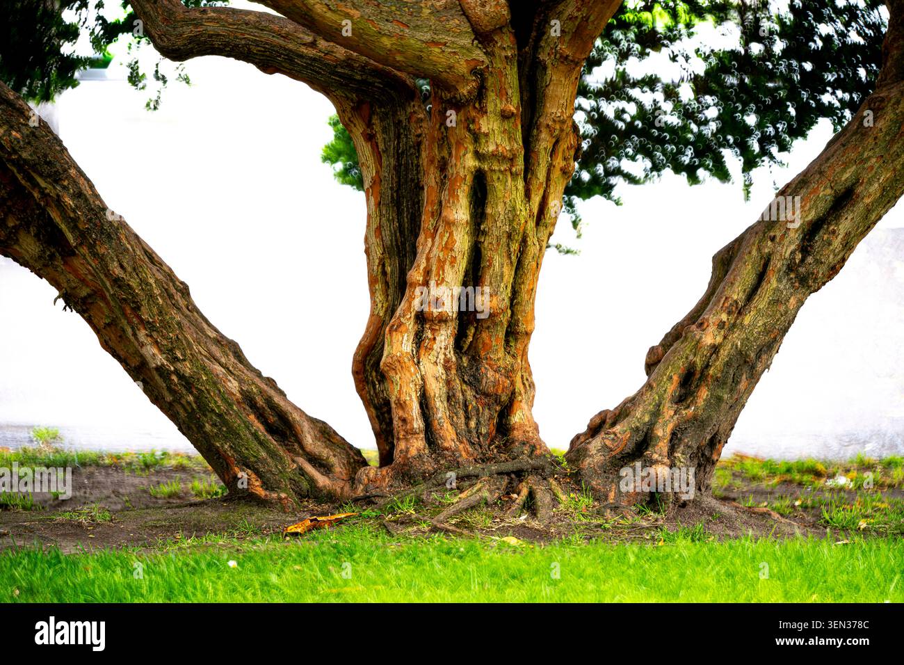 Weathered tree, cut-out Stock Photo