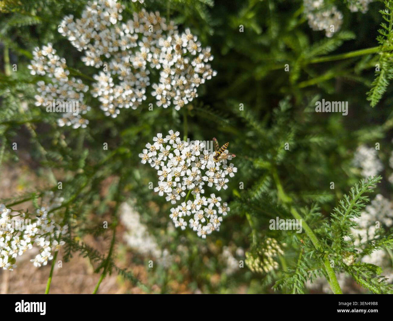 Small hoverfly insect foraging on white yarrow flowers blooming in a summer garden. Stock Photo