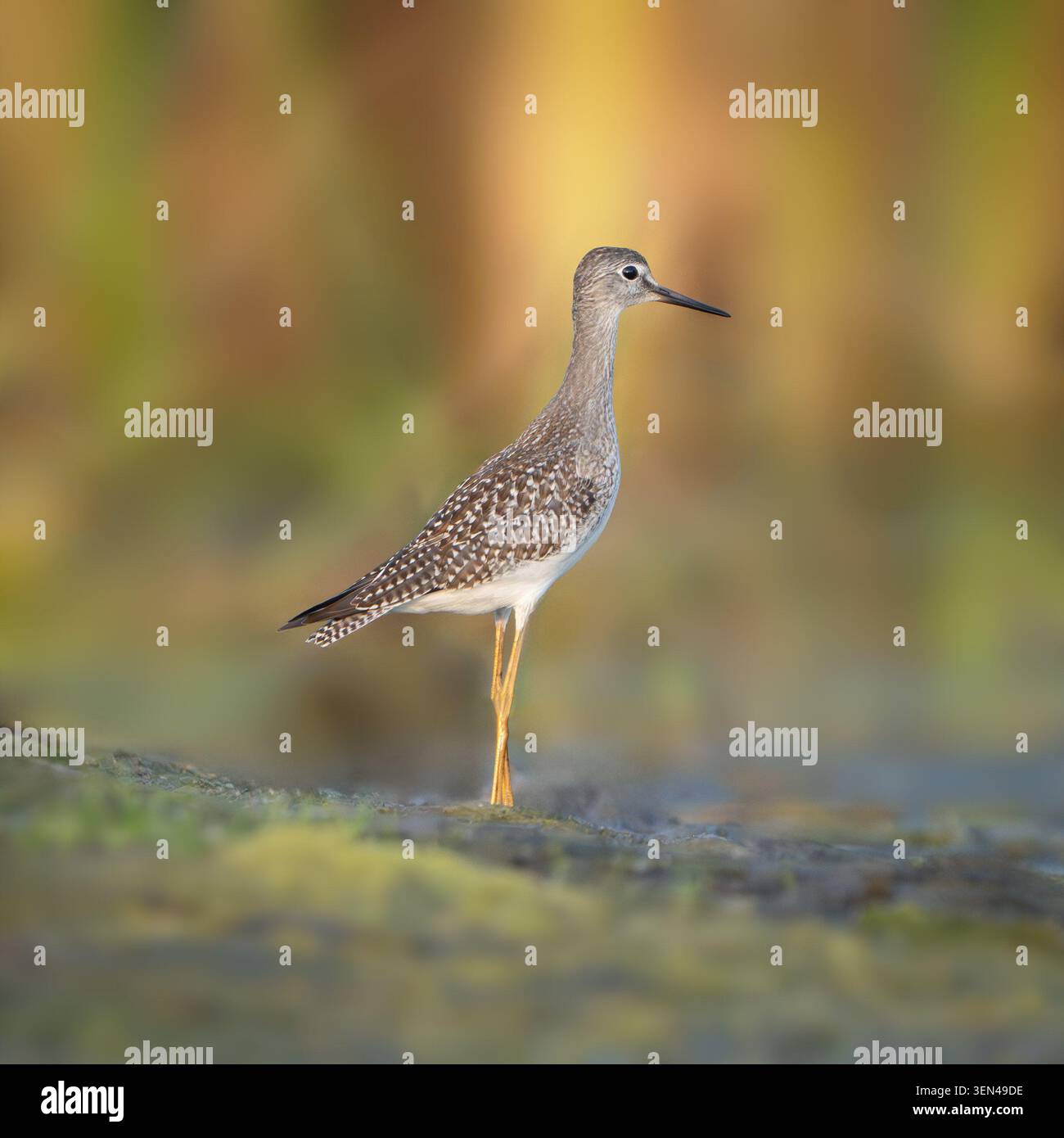 Lesser Yellowlegs at Sunrise Stock Photo