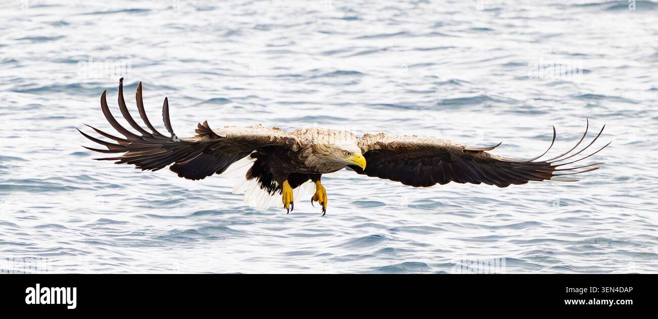 White tailed Eagle focused on its prey. Stock Photo