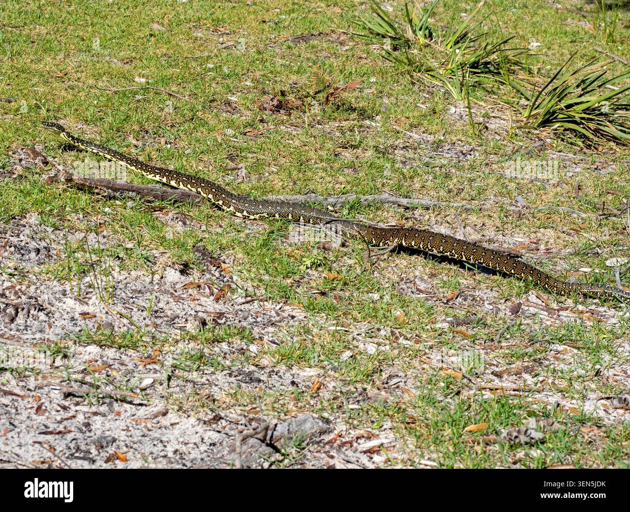 Diamond python in Booderee National Park Stock Photo