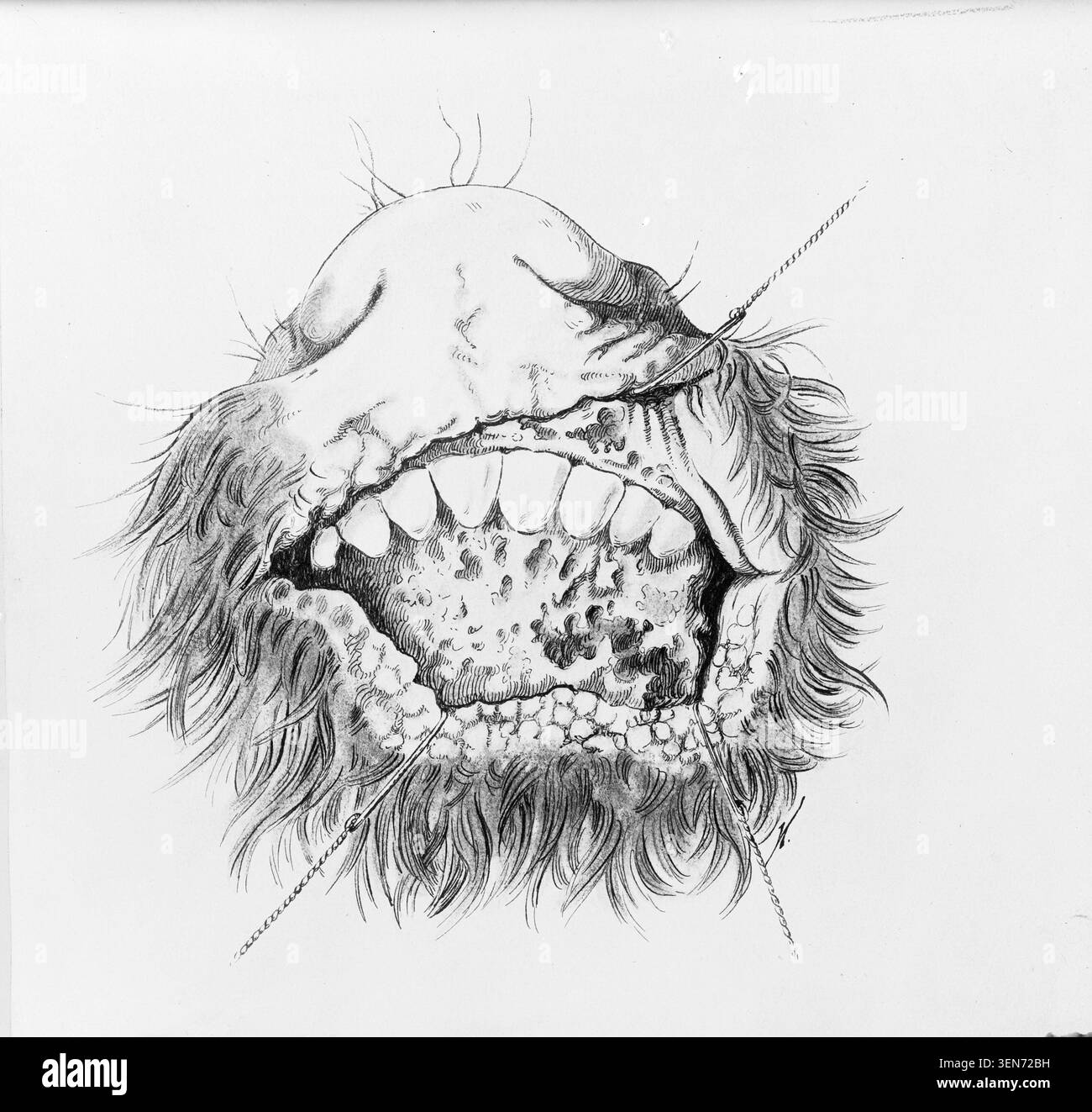 A drawing of a dromedary head presents anatomical features of the ...