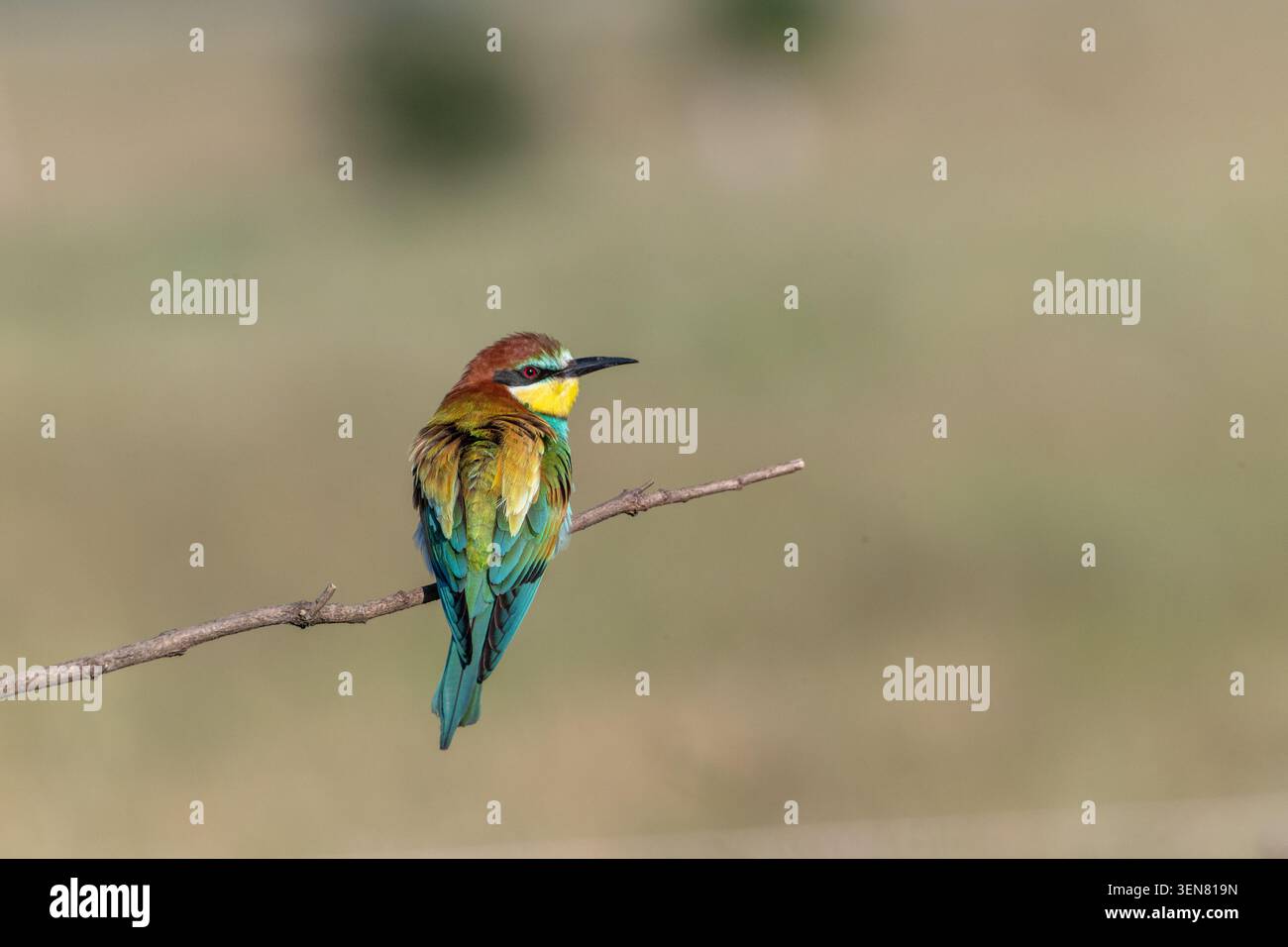 European bee-eater (Merops apiaster) Stock Photo