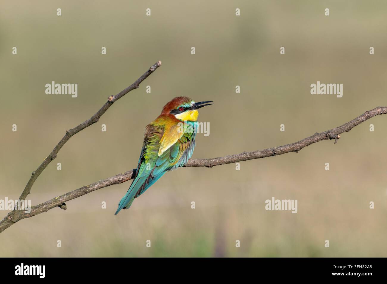 European bee-eater (Merops apiaster) Stock Photo