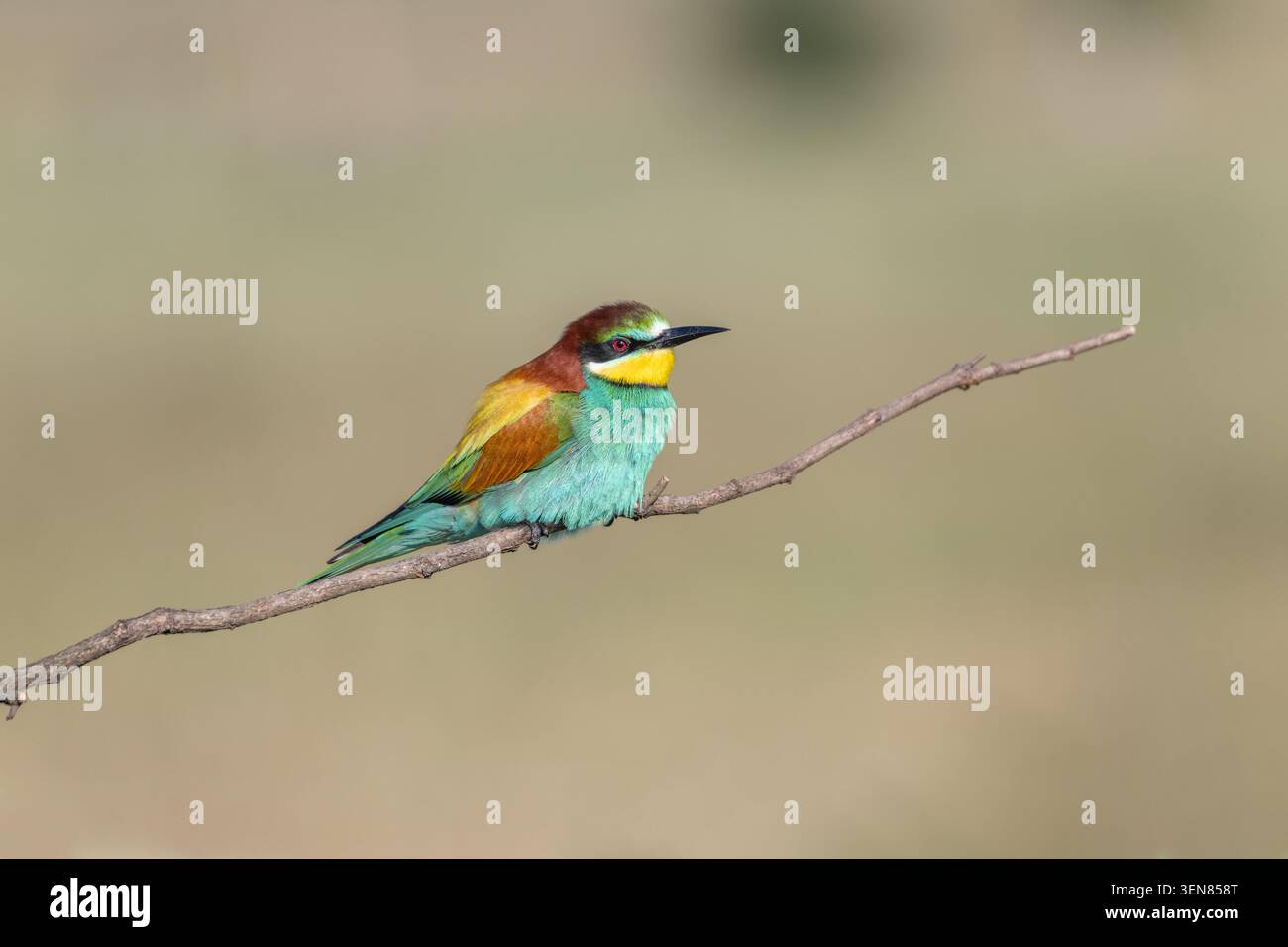 European bee-eater (Merops apiaster) Stock Photo