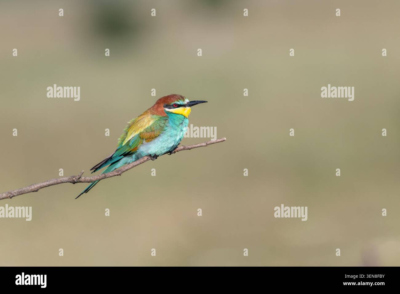 European bee-eater (Merops apiaster), the limited amount of rufous in the wing shows this individual to be a female Stock Photo