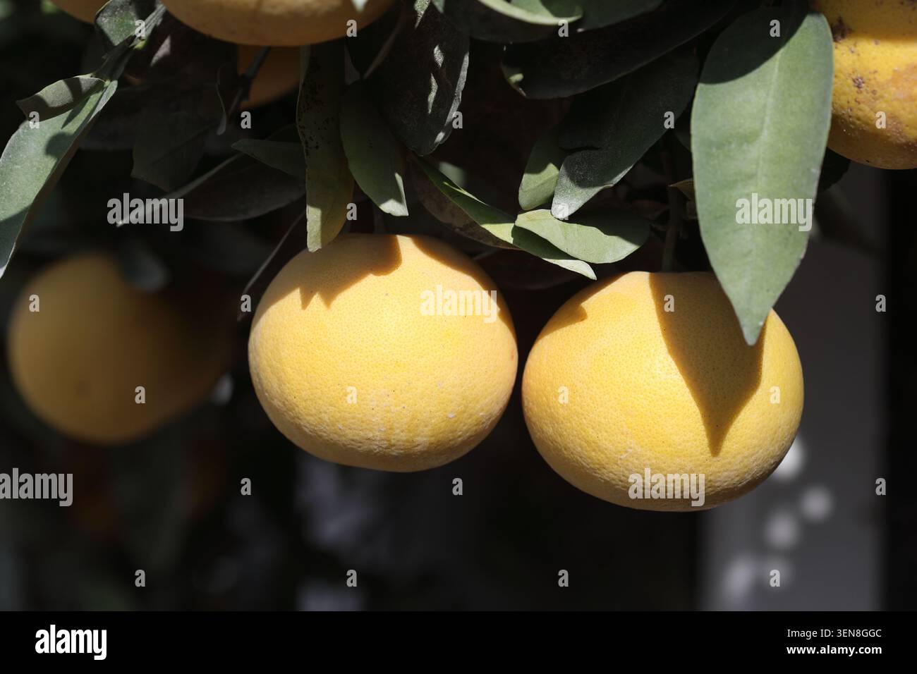 ripe and yellow grapefruits on the tree Stock Photo