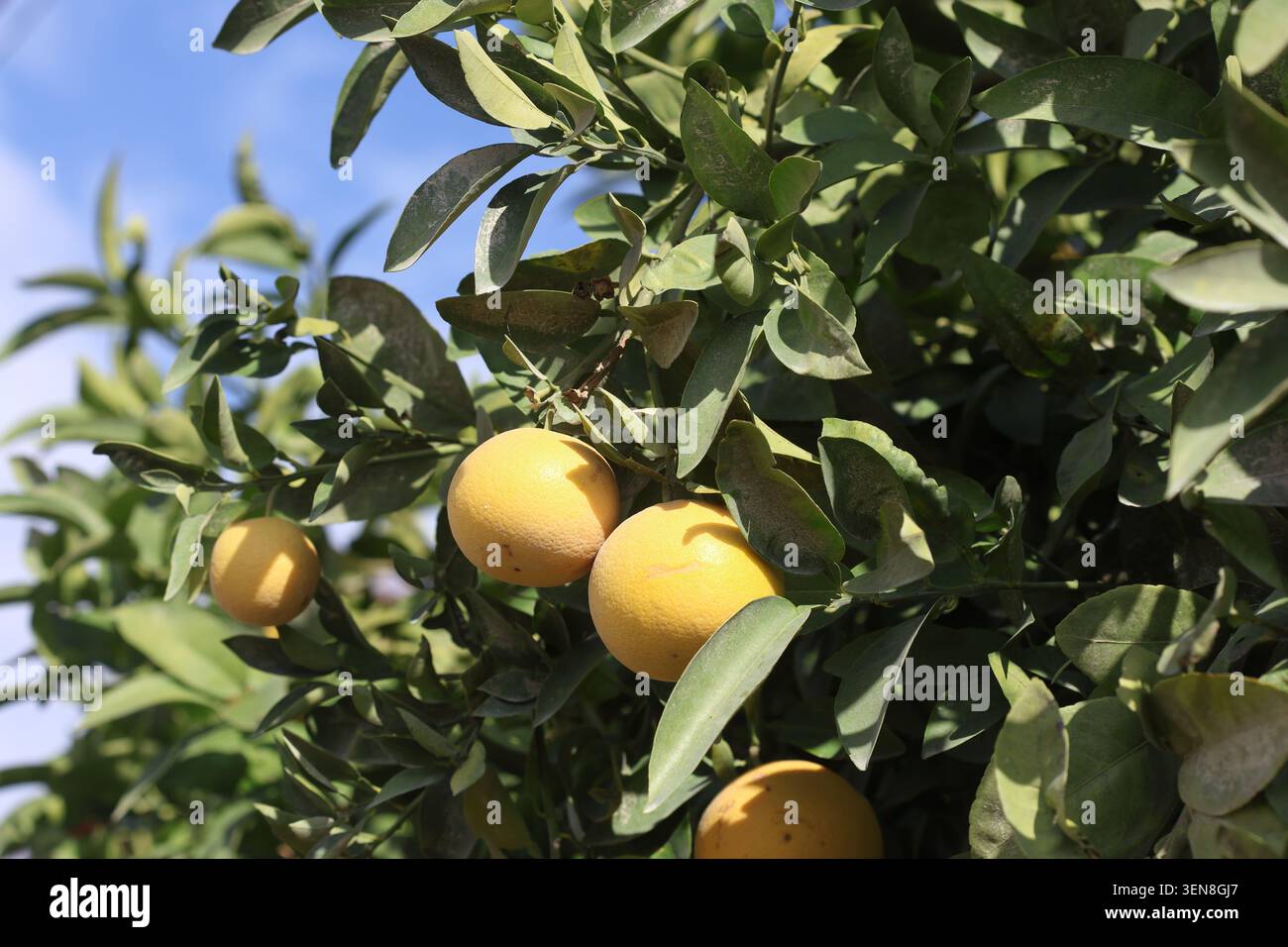 ripe and yellow grapefruits on the tree Stock Photo