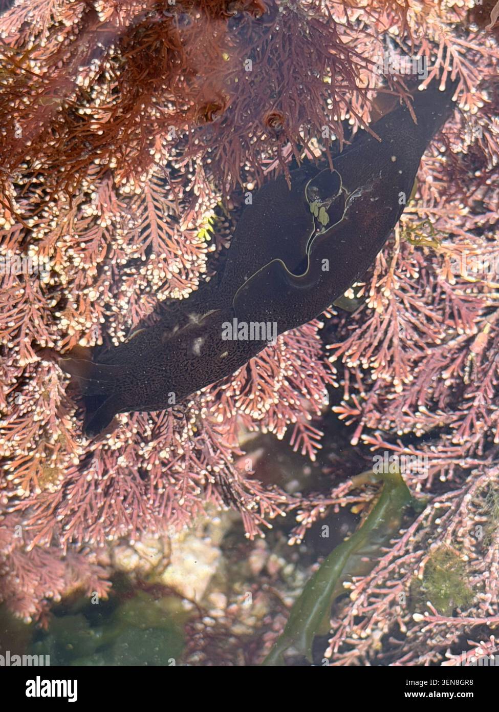 A small spotted sea hare (Aplysia punctata) in a rockpool in Wales, mid May. - Smartphone Captured Stock Image