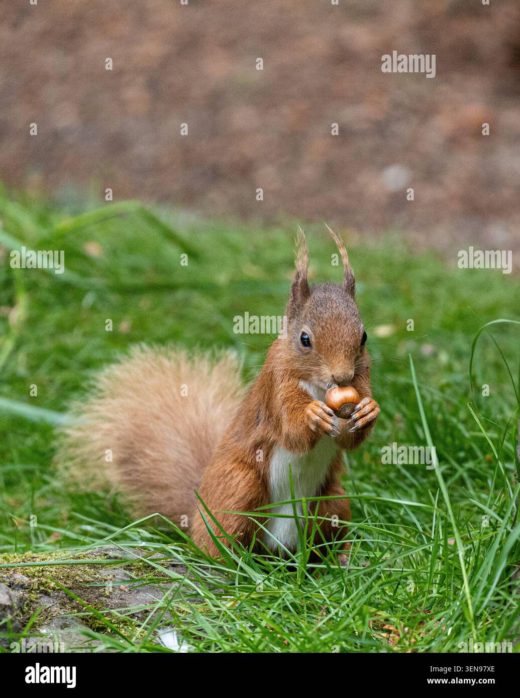 Red Squirrel Stock Photo
