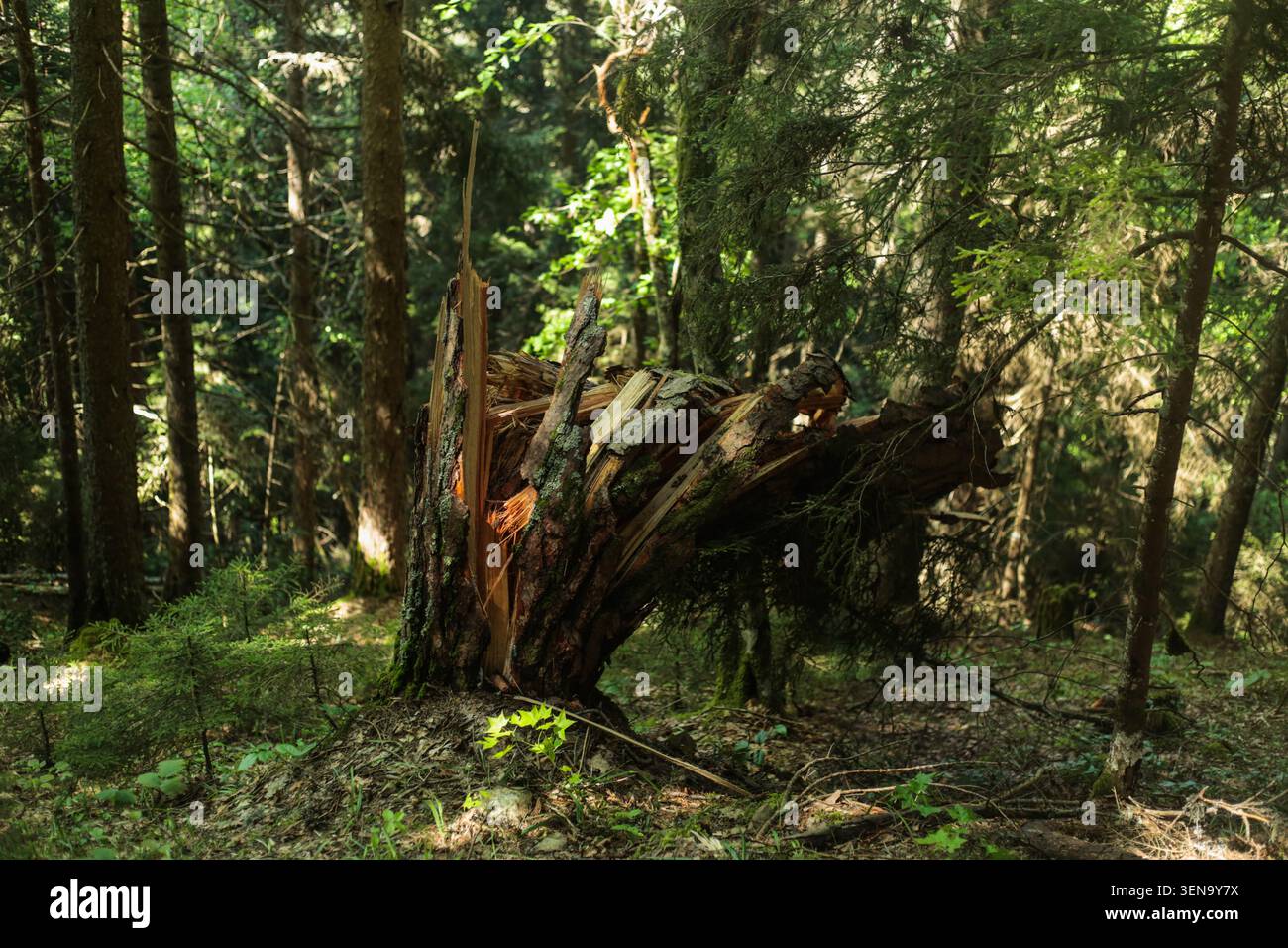 Broken tree trunk in dense mountain forest Stock Photo