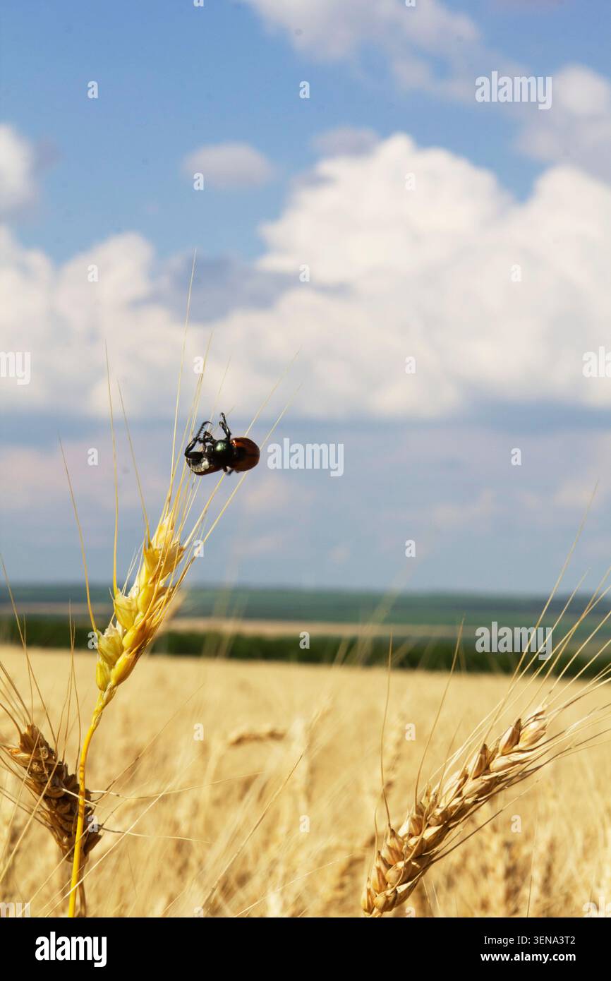 Grain Beetles on Wheat Ear in Golden Field Under Dramatic Sky, Moldova Stock Photo