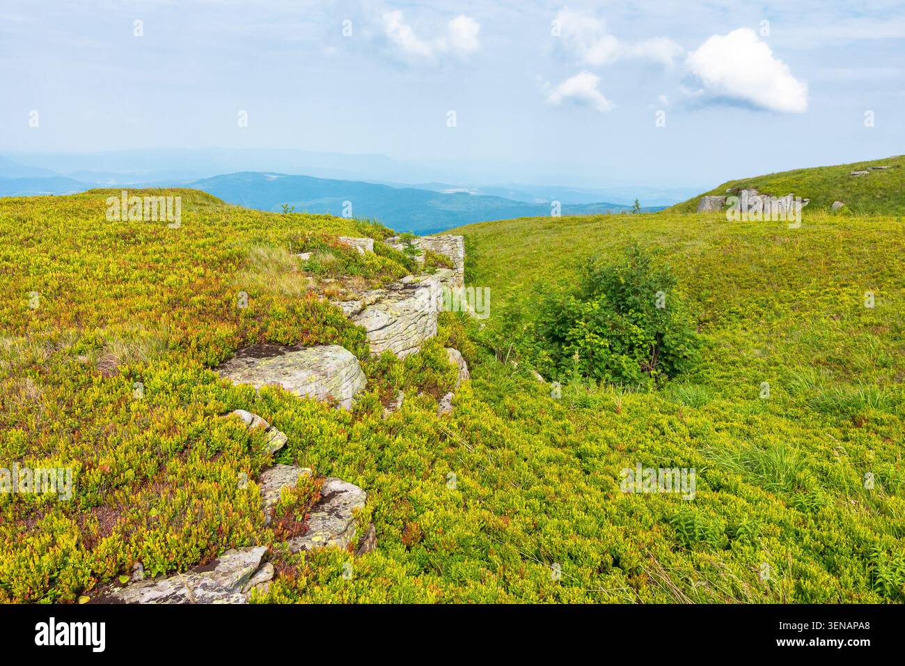 alpine meadow in summer nature. wild grass and grey rocks in carpathian landscape. mountain scenery of perechyn district, ukraine on a sunny day Stock Photo