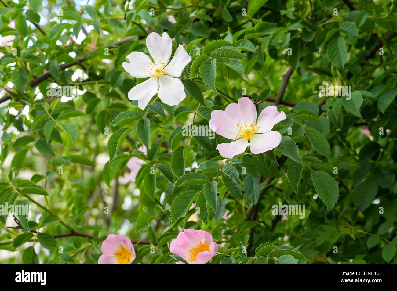 Two pink rose hips (Rosa canina) flowers. rose hips bush Stock Photo