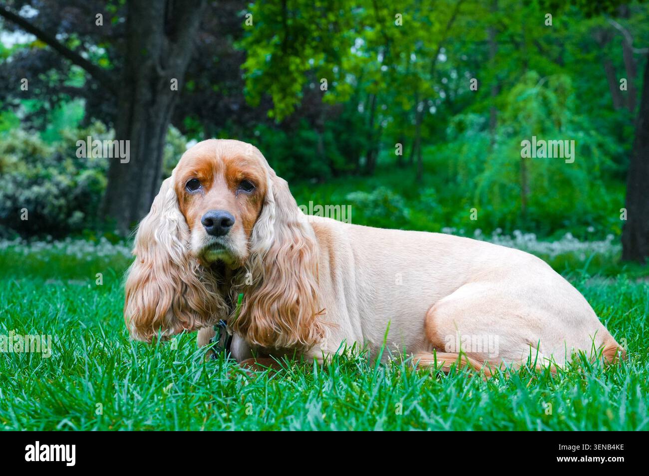 English Cocker Spaniel sitting on the grass in the park. English Cocker Spaniel on green grass. Stock Photo