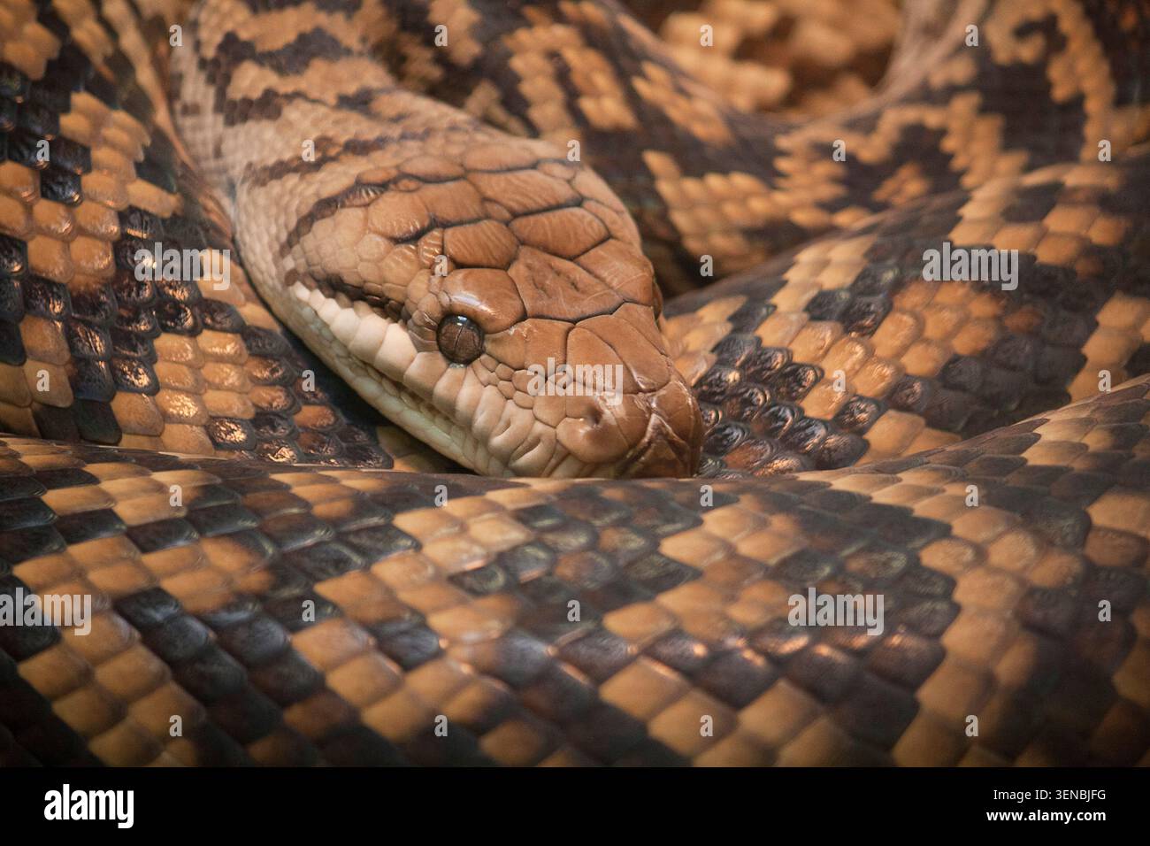 Amethystine python hi-res stock photography and images - Alamy
