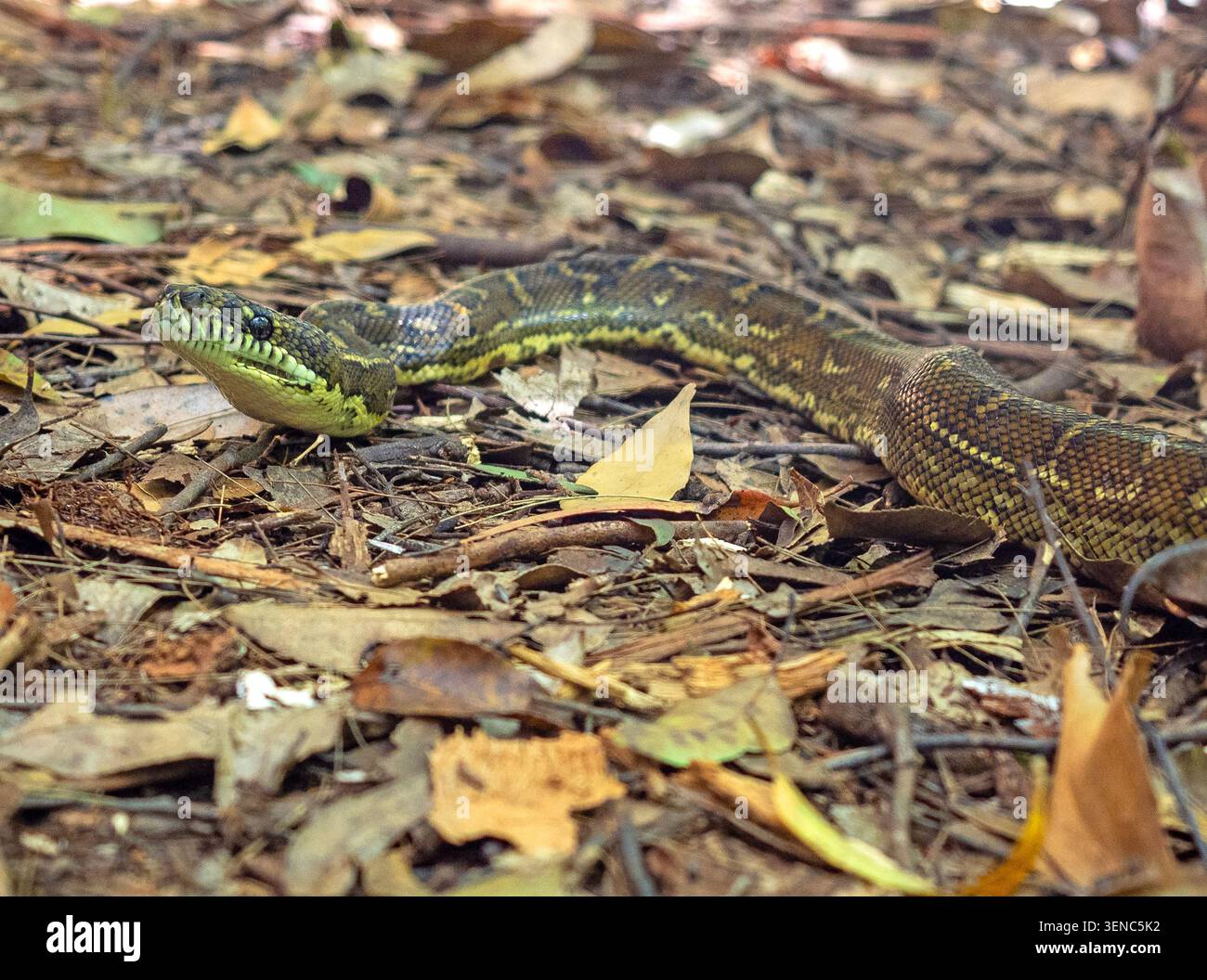Coastal carpet python, Dorrigo National Park Stock Photo