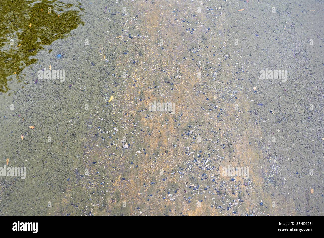 Shallow water texture with aquatic plants colorful gravel and natural ...
