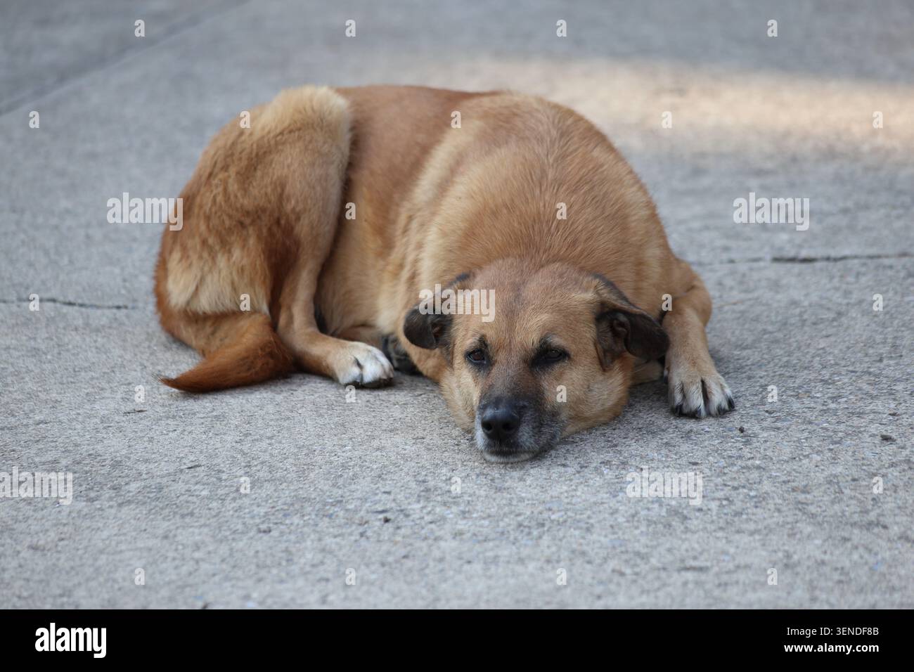 stray dog sleeping on the ground Stock Photo