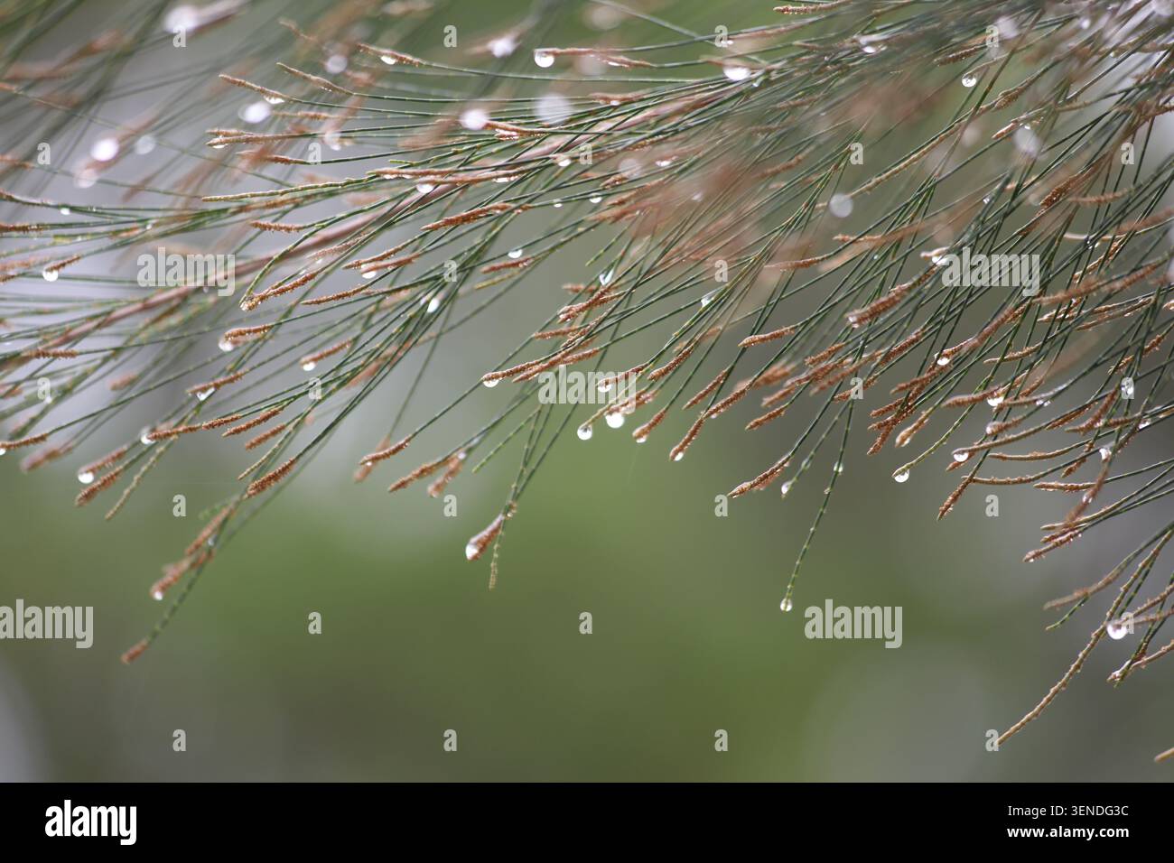 rain drops on the leaves of australian pine Stock Photo
